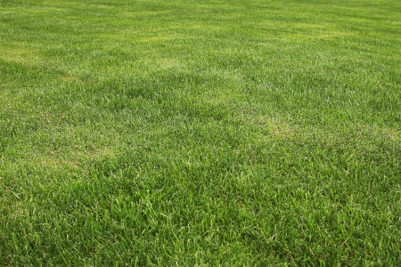 What you can do for your lawn in the winter