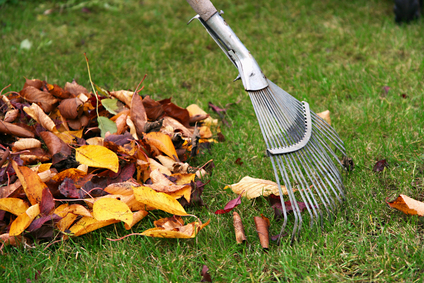 Curbside leaf removal